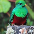 Quetzal (Pharomachrus mocinno)