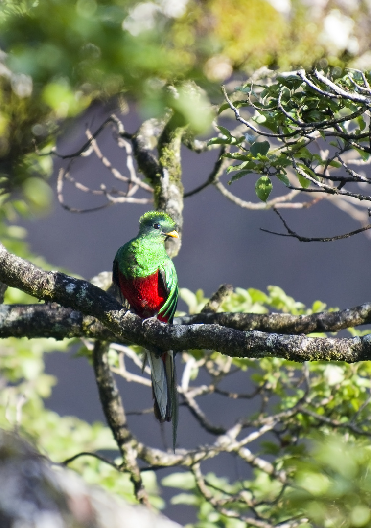 Quetzal (Pharomachrus mocinno)