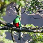 Quetzal (Pharomachrus mocinno)