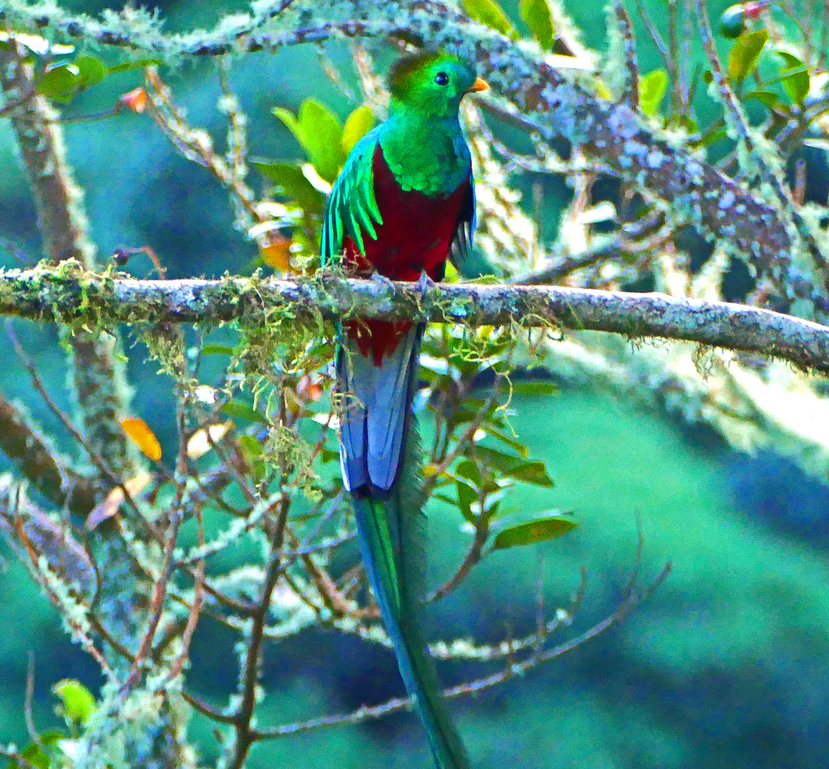 Quetzal (Pharomachrus mocinno)