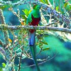 Quetzal (Pharomachrus mocinno)