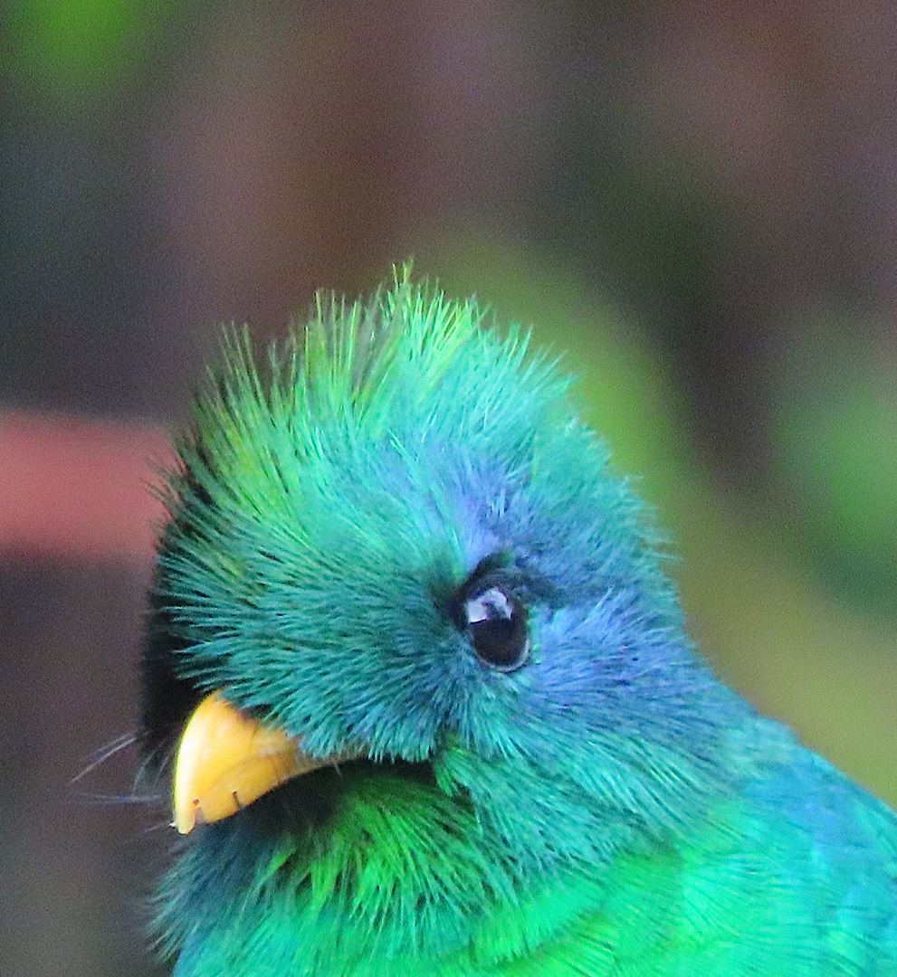 Quetzal (Pharomachrus mocinno) - Portrait