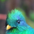 Quetzal (Pharomachrus mocinno) - Portrait