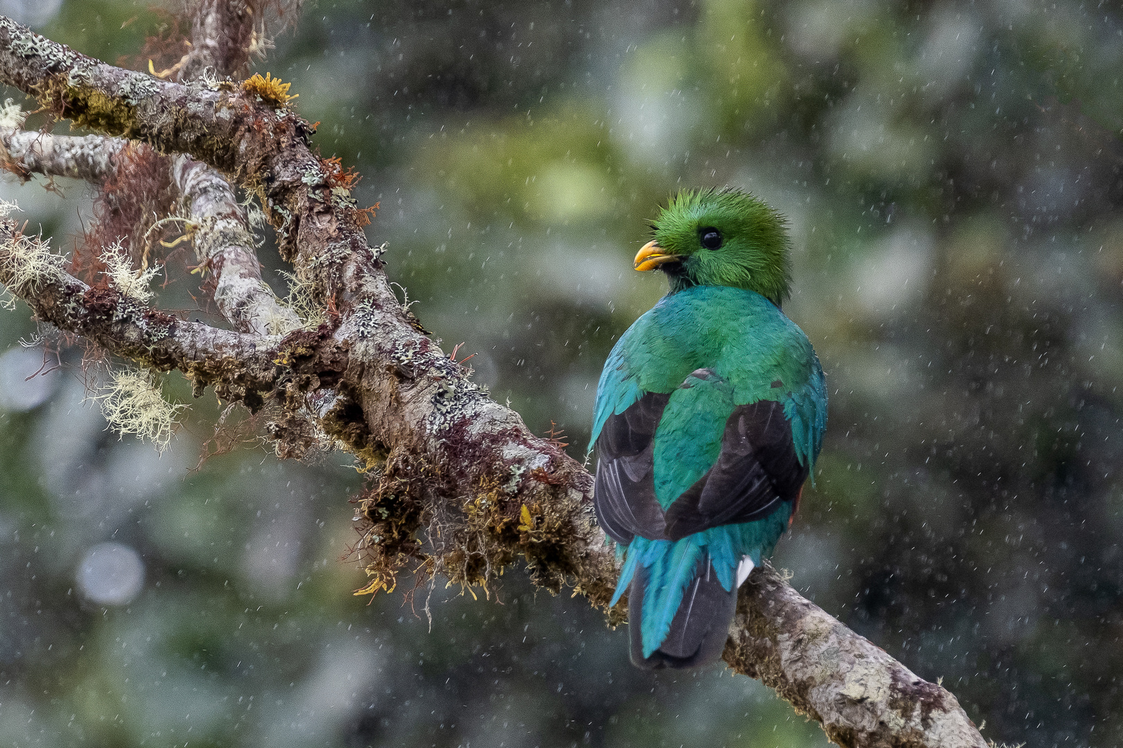 Quetzal (Pharomachrus mocinno)  San Gerardo de Dota Provinz San José Costa Rica