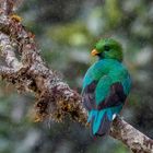 Quetzal (Pharomachrus mocinno)  San Gerardo de Dota Provinz San José Costa Rica