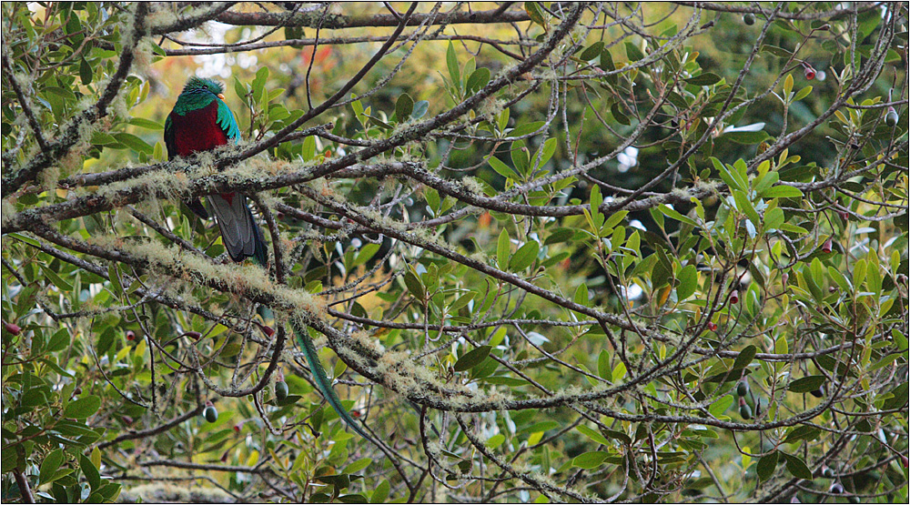 quetzal / resplendent quetzal / pharomachrus mocinno (36 cm)