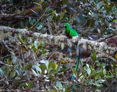 Quetzal - San Gerardo de Dota - Costa Rica