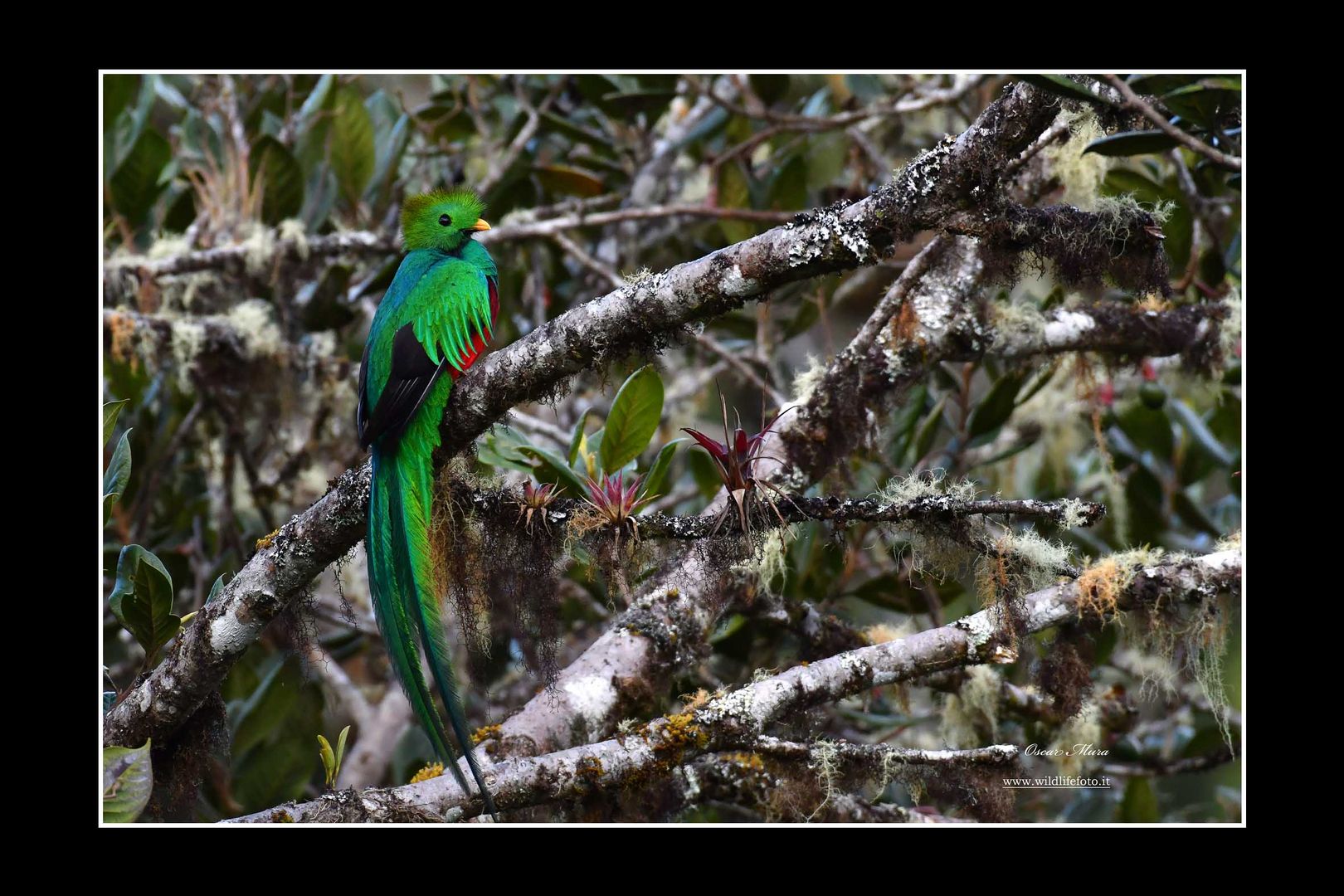 Quetzal splendente #costarica #oscarmura  https://www.wildlifefoto.it/