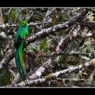 Quetzal splendente #costarica #oscarmura  https://www.wildlifefoto.it/