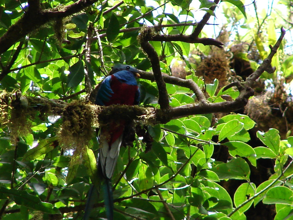 Quetzal-Vogel