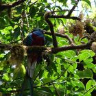 Quetzal-Vogel