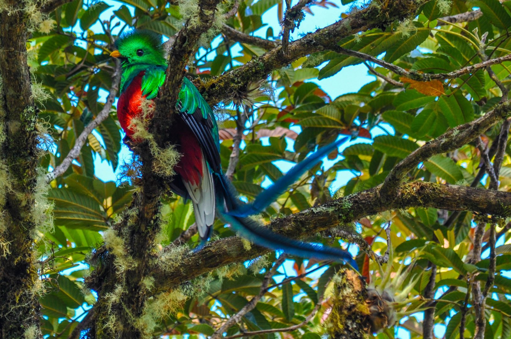 Quetzales