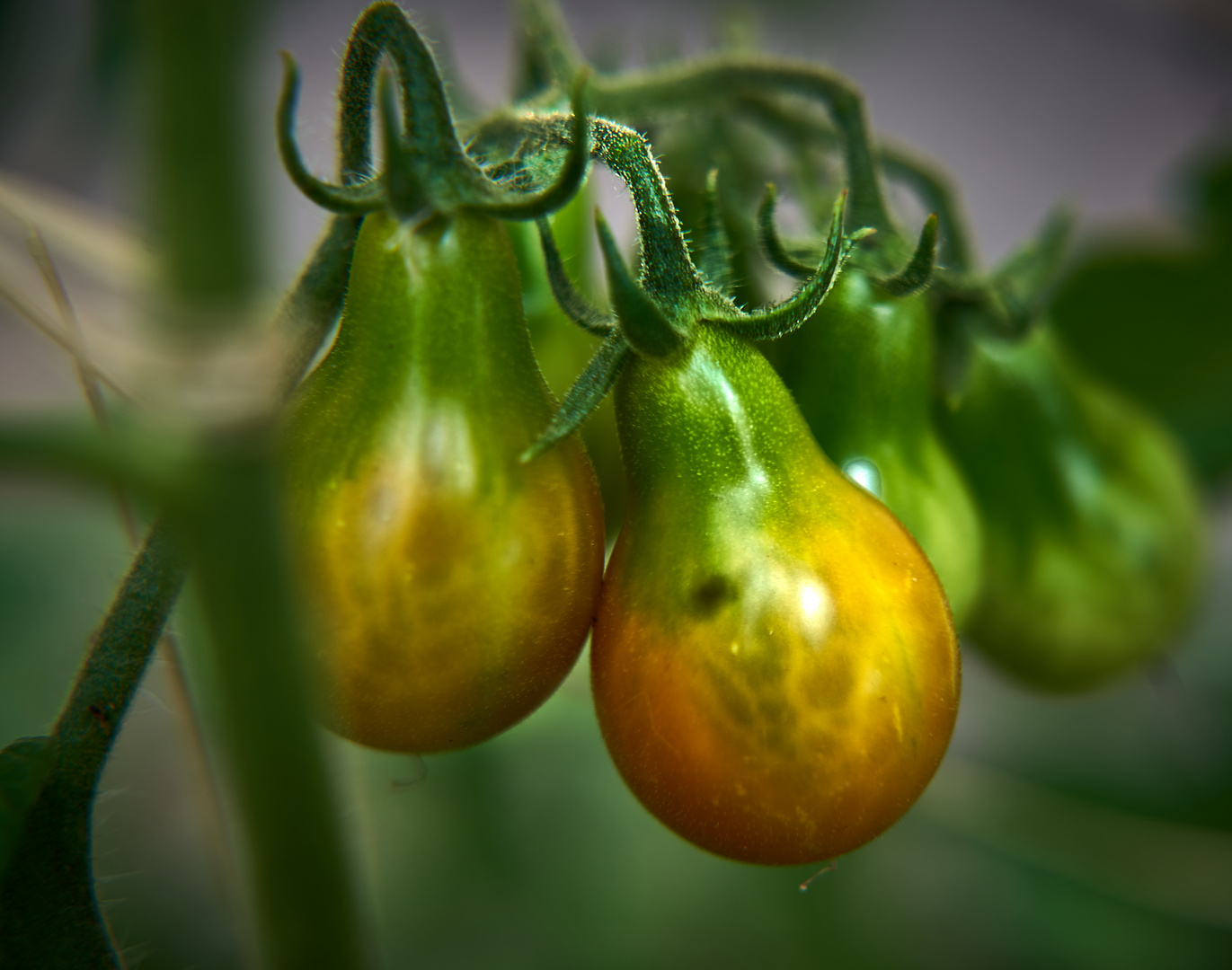 Queue de tomate verte