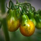 Queue de tomate verte