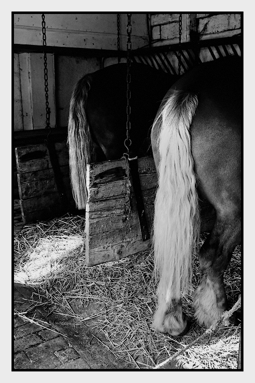 Queues de cheval