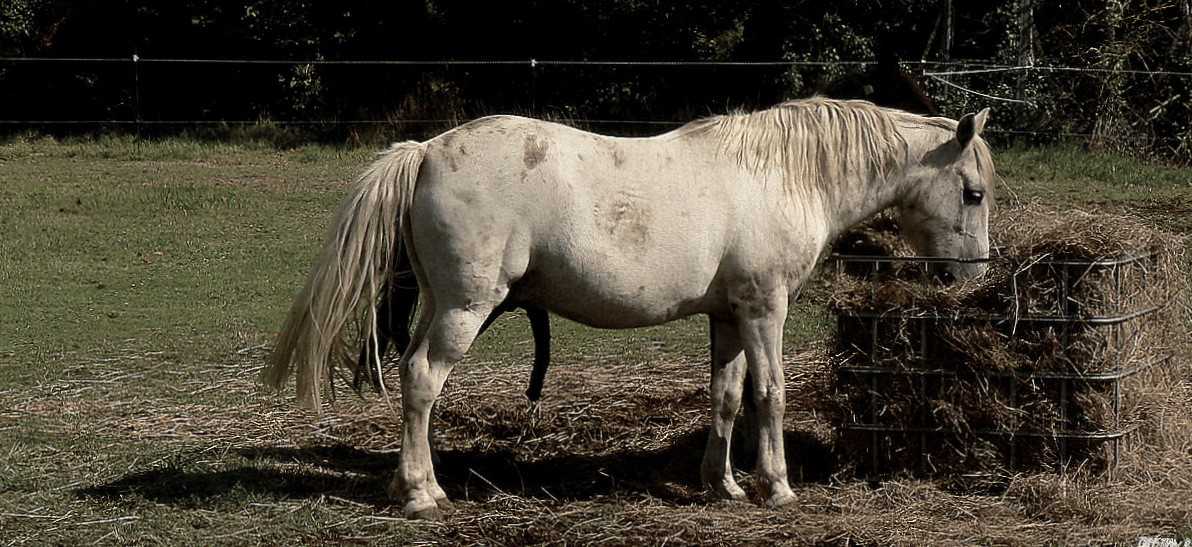 Queues de chevaux...