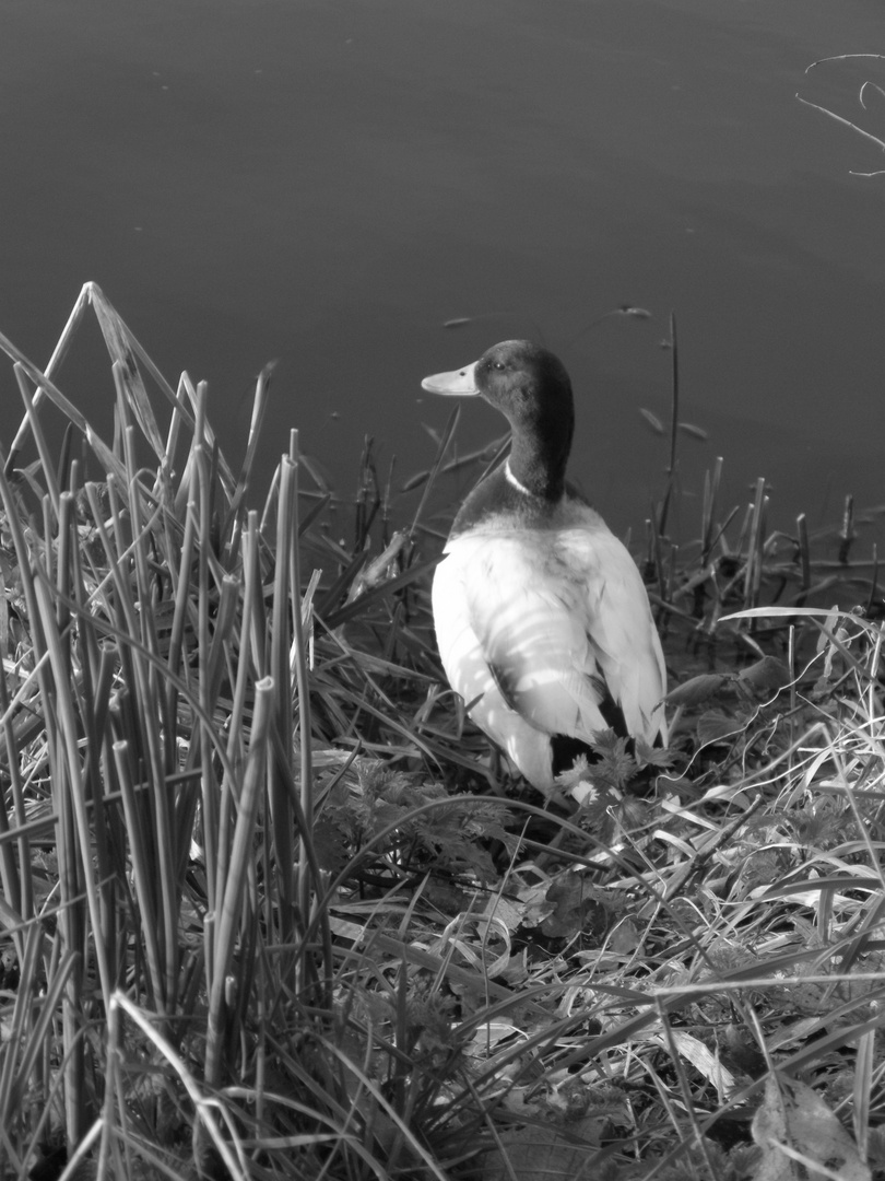 Qui a dit que les canards n'étaient pas photogénique ?