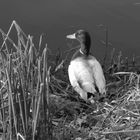 Qui a dit que les canards n'étaient pas photogénique ?