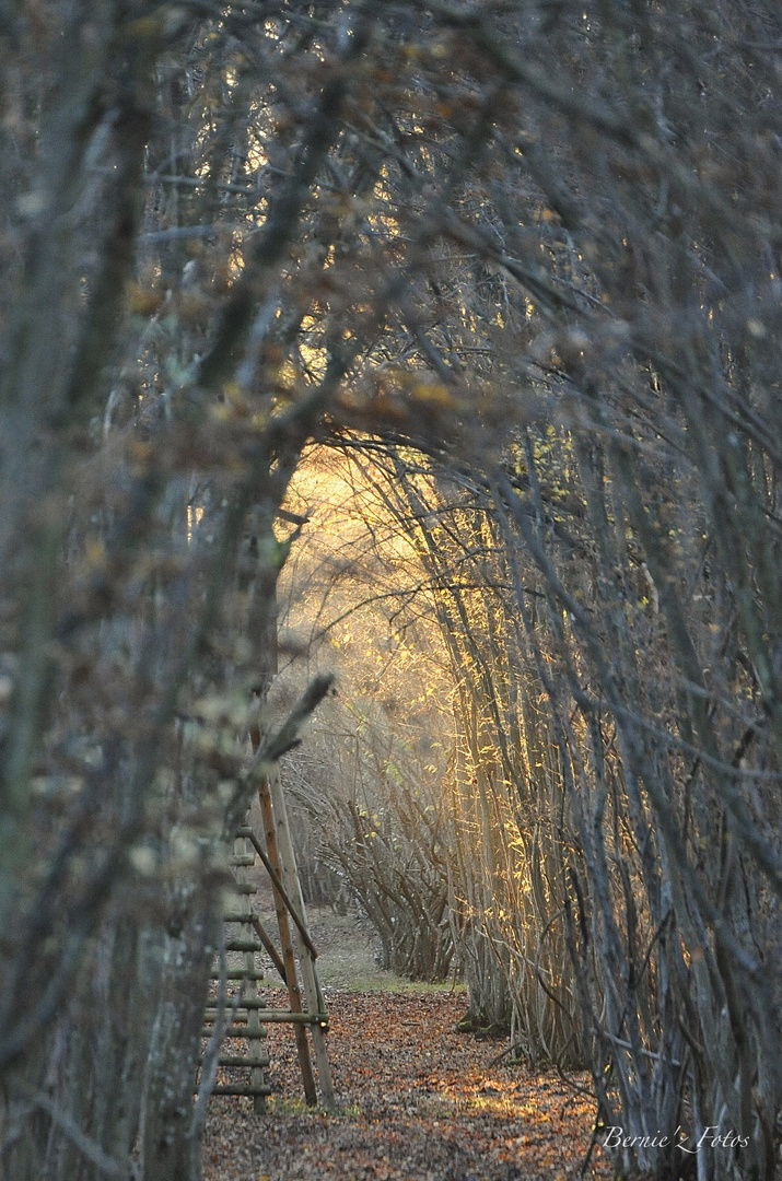 Qui a laissé la lumière dans la forêt ?