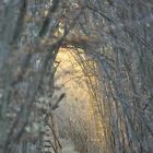 Qui a laissé la lumière dans la forêt ?