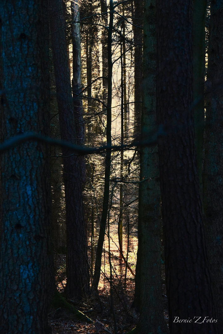 Qui a laissé la lumière dans la forêt ?