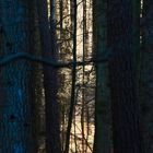 Qui a laissé la lumière dans la forêt ?