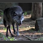 Qui a peur du grand méchant loup ?