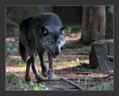 Qui a peur du grand méchant loup ?