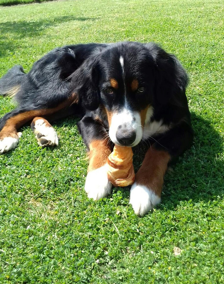 qui a volé le croissant à Lubin ????? 