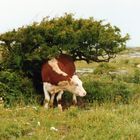 qui c'est cet etranger qui veux ma photo ? sympathique vache irlandaise