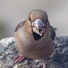 qui connait cet oiseau ?