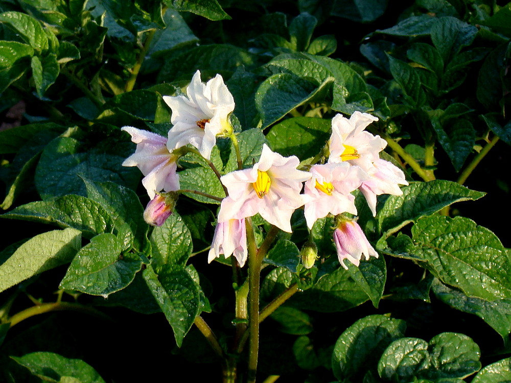 Qui connaît cette belle fleur.? / Que conoce esta hermoso flor.?