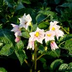 Qui connaît cette belle fleur.? / Que conoce esta hermoso flor.?