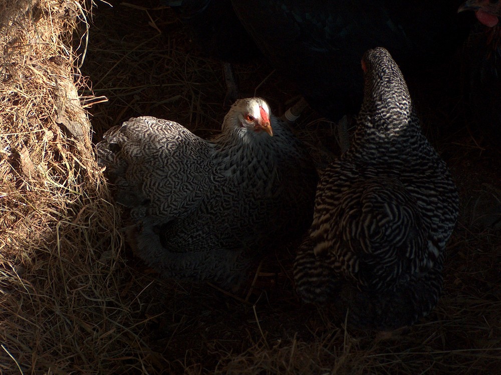 qui de l'oeuf a fait la poule ???...