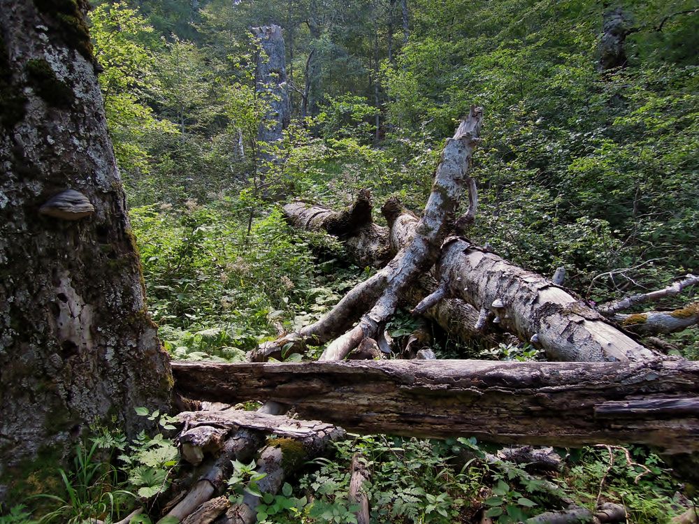 Qui non vige la sola regola del silenzio - Selva di Moricento - Lecce nei Marsi