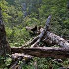 Qui non vige la sola regola del silenzio - Selva di Moricento - Lecce nei Marsi