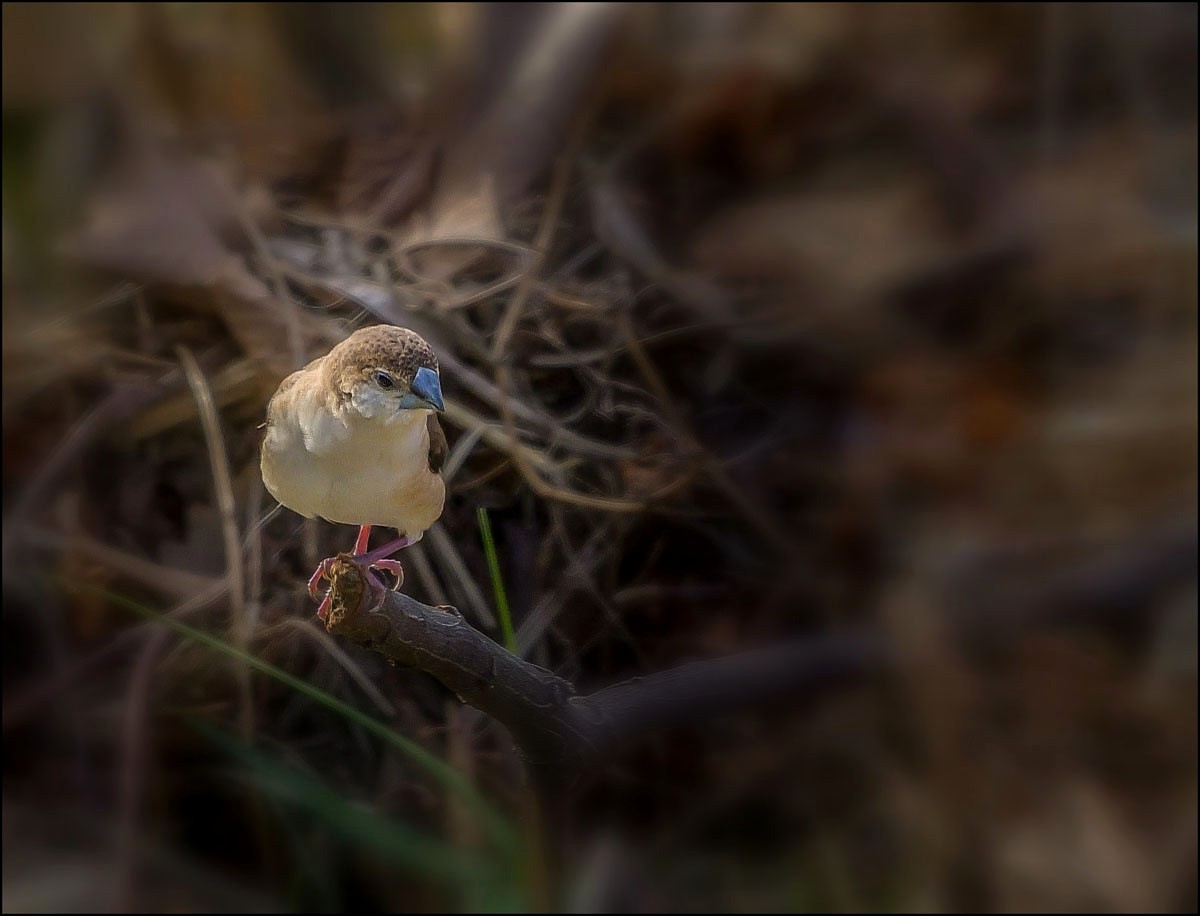 Qui peut me dire le petit nom de cet oiseau?