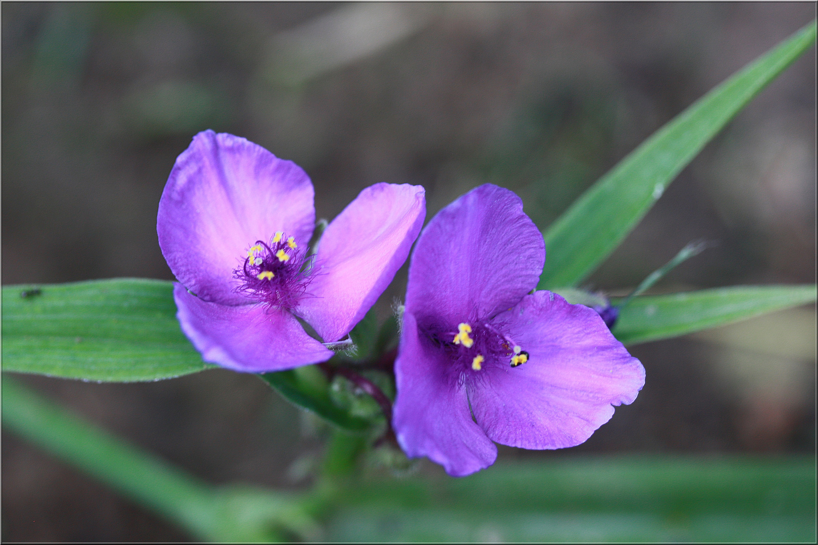 ..Qui peux me donner le nom de cette fleur ?