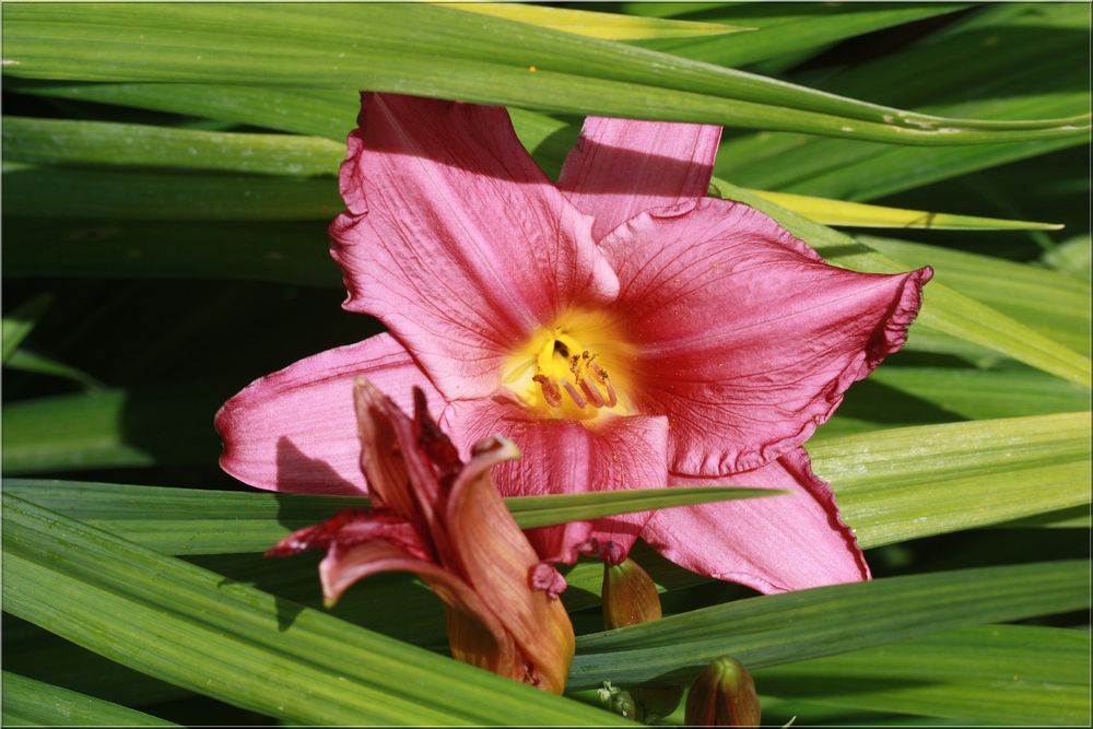 ..Qui peux me donner le nom de cette fleur ?...Merci..