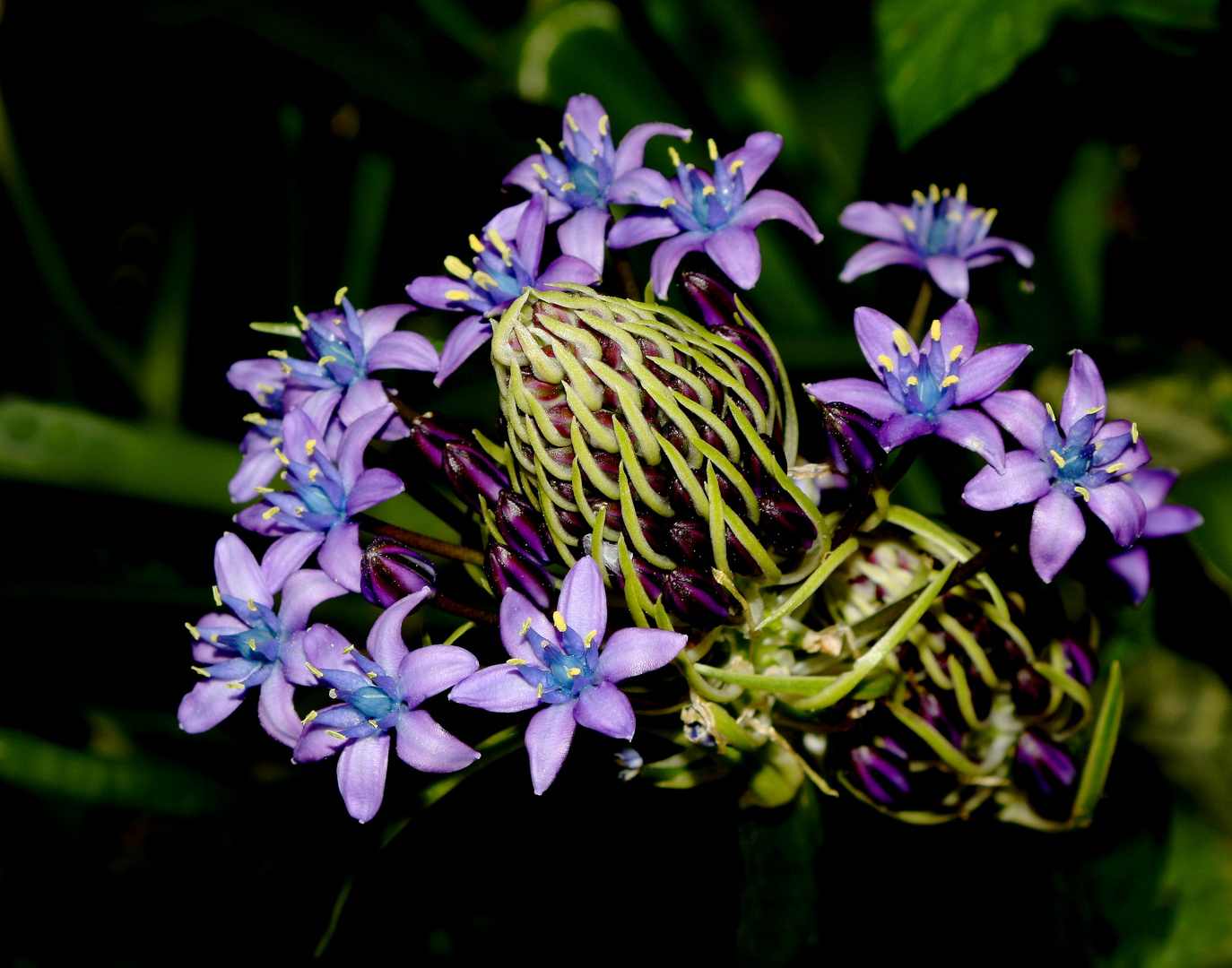 qui suis je ? je suis une " Camassia "