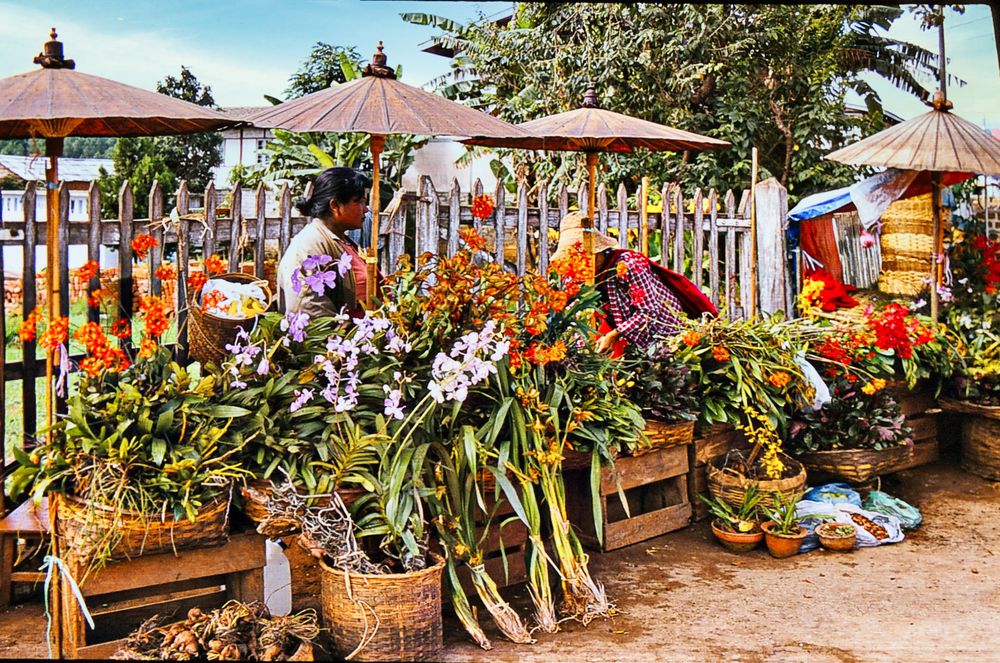 Qui veut de jolies fleurs ?