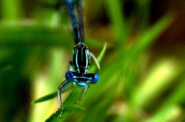 qui vient me déranger ?