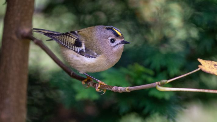 Quicklebendiger Friedhofsbewohner