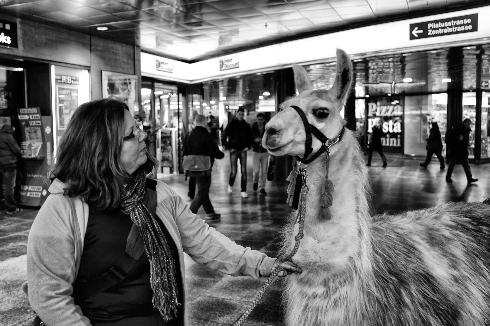 quickly shot - Llama at the station