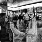 quickly shot - Llama at the station