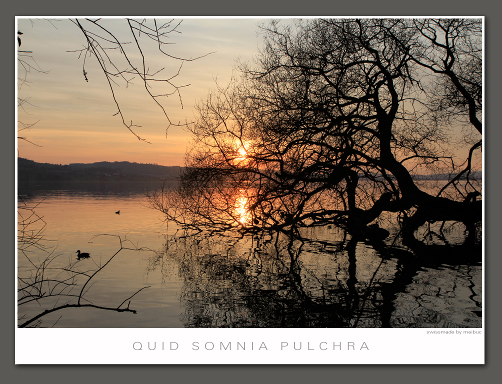 quid somnia pulchra