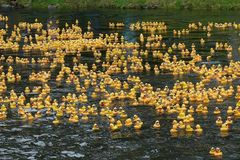 Quiechy hat gewonnen / Schnappschuß vom Leichlinger Entenrennen auf der Wupper