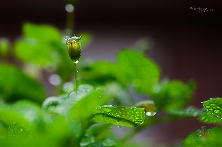 Quiero ser gota de agua, cobijarme en tu refugio buscando el sosiego de tu flor