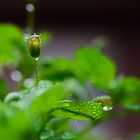 Quiero ser gota de agua, cobijarme en tu refugio buscando el sosiego de tu flor