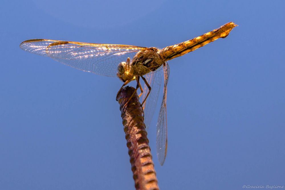 Quiero volar...